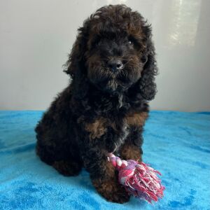Poodle Puppy Skye