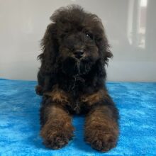 Poodle Puppy Skye