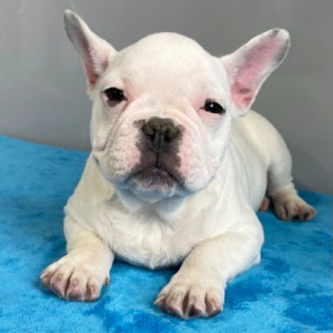 French Bulldog Puppy Preston