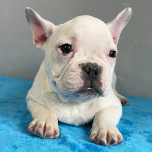 French Bulldog Puppy Preston
