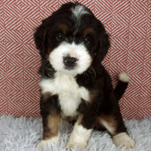 Bernedoodle Puppy Sage