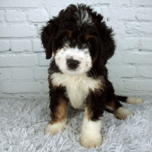 Bernedoodle Puppy Sage