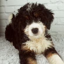 Bernedoodle Puppy Sage