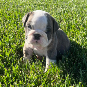 Bulldog Puppy Lilly