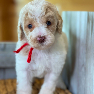 Labradoodle Puppy Archie