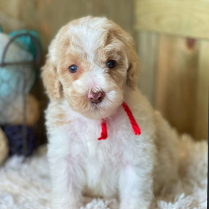 Labradoodle Puppy Archie
