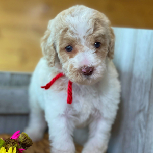 Labradoodle Puppy Archie