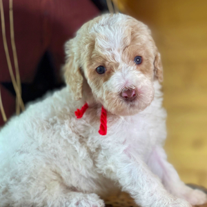 Labradoodle Puppy Archie