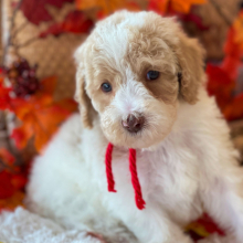 Labradoodle Puppy Archie
