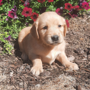 Golden Retriever Puppy Daphne