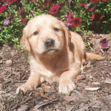 Golden Retriever Puppy Daphne