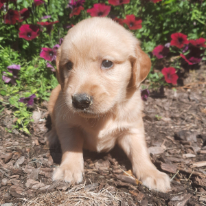 Golden Retriever Puppy Daphne