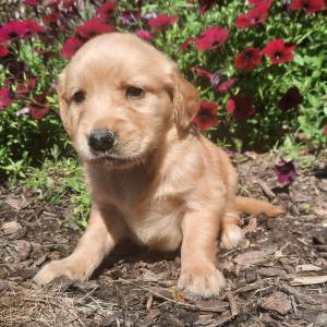 Golden Retriever Puppy Daphne