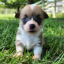 Pembroke Welsh Corgi Puppy Flora
