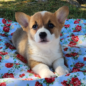 Pembroke Welsh Corgi Puppy Flora