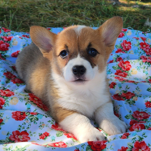Pembroke Welsh Corgi Puppy Flora