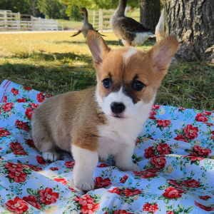 Pembroke Welsh Corgi Puppy Flora