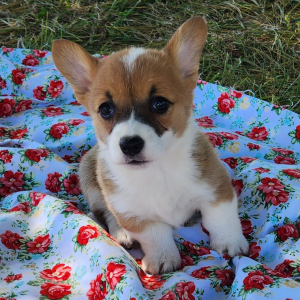 Pembroke Welsh Corgi Puppy Flora