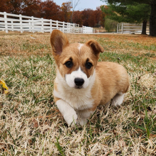 Pembroke Welsh Corgi Puppy Flora