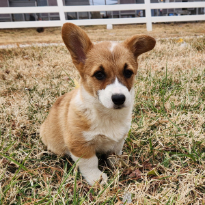 Pembroke Welsh Corgi Puppy Flora