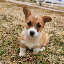 Pembroke Welsh Corgi Puppy Flora