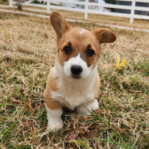 Pembroke Welsh Corgi Puppy Flora