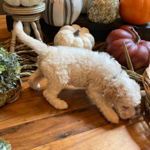 Goldendoodle Puppy Sallie