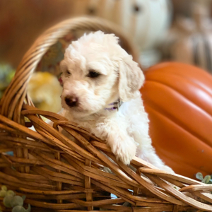 Goldendoodle Puppy Sallie