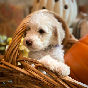 Goldendoodle Puppy Sallie