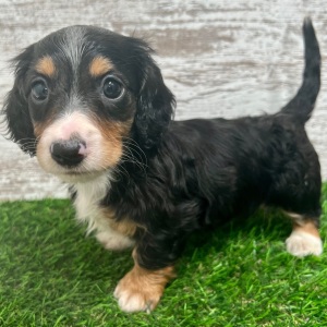 Dachshund Puppy Ash