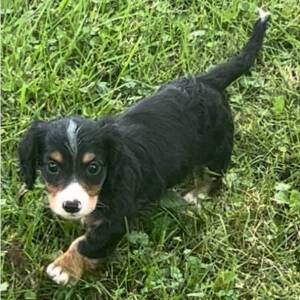 Dachshund Puppy Ash