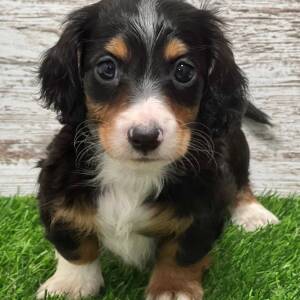 Dachshund Puppy Ash