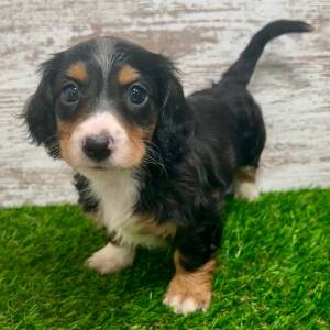 Dachshund Puppy Ash