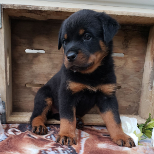 Rottweiler Puppy Jasmine