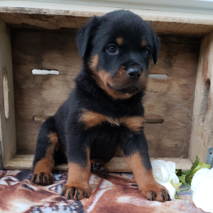 Rottweiler Puppy Jasmine