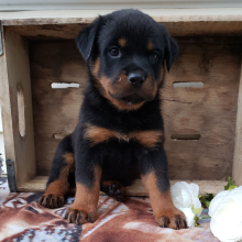 Rottweiler Puppy Jasmine