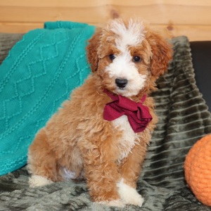 Goldendoodle Puppy Manzo
