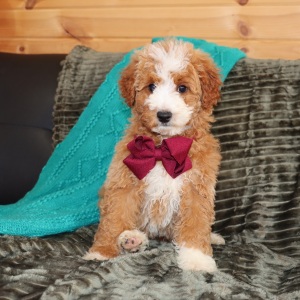 Goldendoodle Puppy Manzo