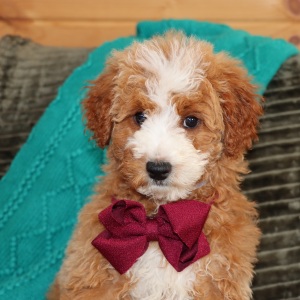 Goldendoodle Puppy Manzo