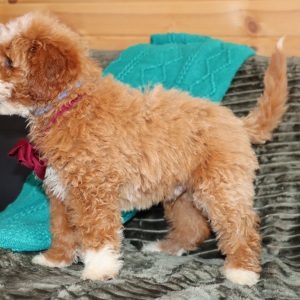 Goldendoodle Puppy Manzo