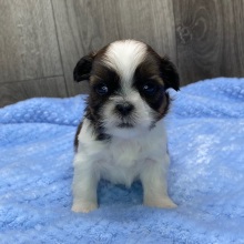 Shih Tzu Puppy Oslo