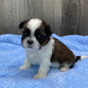Shih Tzu Puppy Oslo