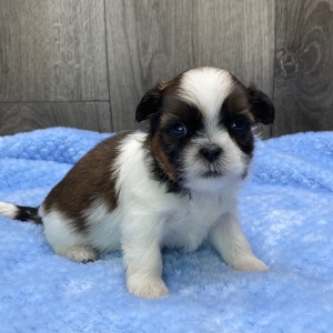 Shih Tzu Puppy Oslo