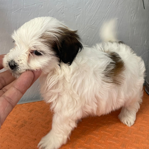 Maltipoo Puppy Will