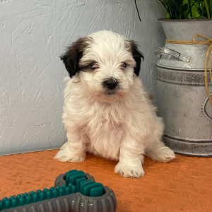 Maltipoo Puppy Will