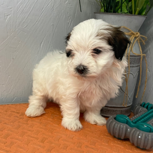 Maltipoo Puppy Will