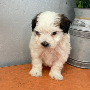 Maltipoo Puppy Will