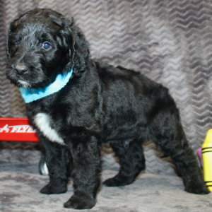 Goldendoodle Puppy Judd
