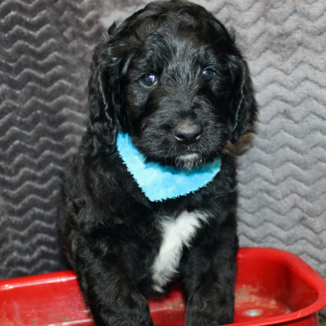 Goldendoodle Puppy Judd
