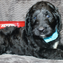 Goldendoodle Puppy Judd